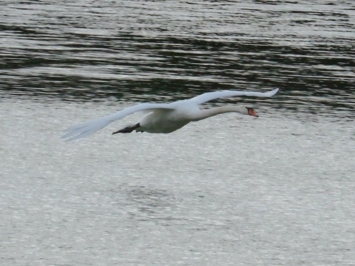 Les Cygnes Au Bord Du Loing Villa Montigny-sur-Loing Exterior photo