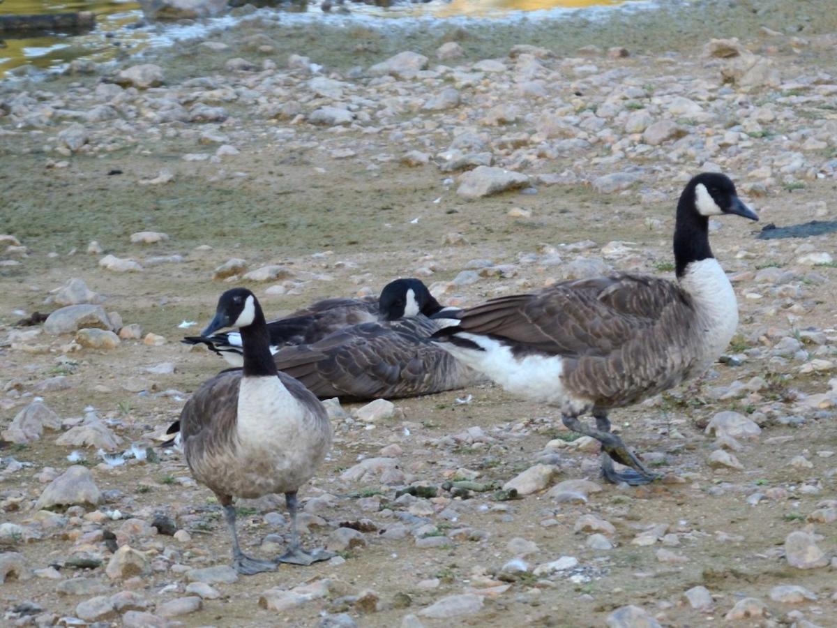 Les Cygnes Au Bord Du Loing Villa Montigny-sur-Loing Exterior photo