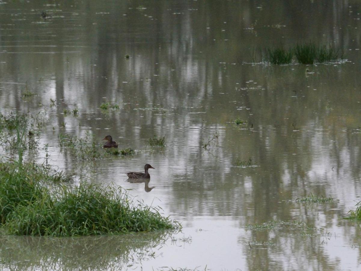 Les Cygnes Au Bord Du Loing Villa Montigny-sur-Loing Exterior photo